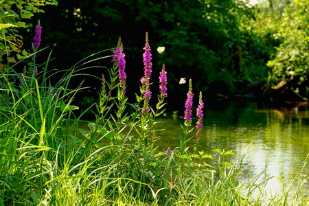 Wild flowers butterflies landscape