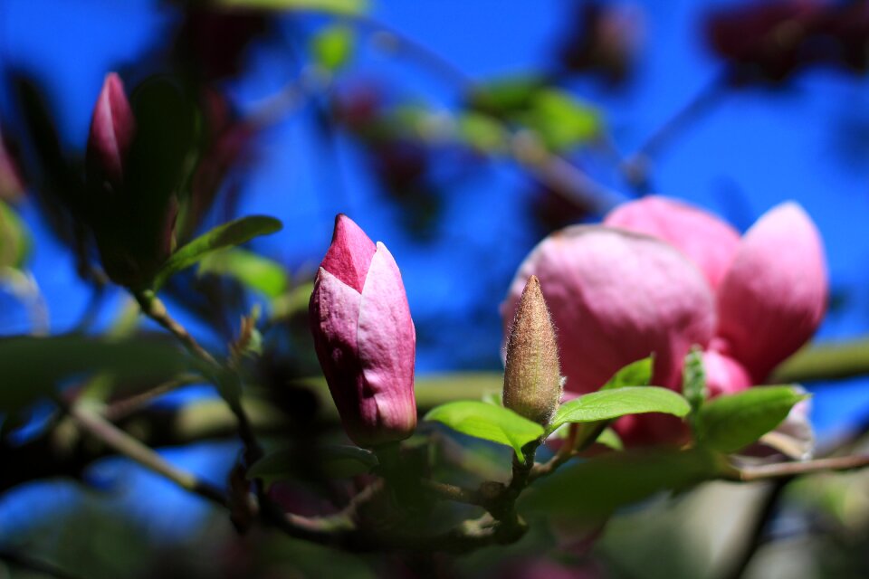 Spring colors pink