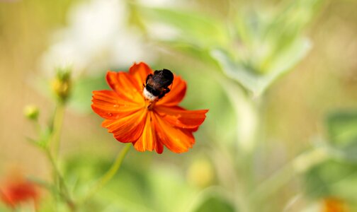 Nature summer bloom