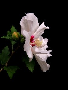 Garden marshmallow hibiscus exotic ornamental shrub