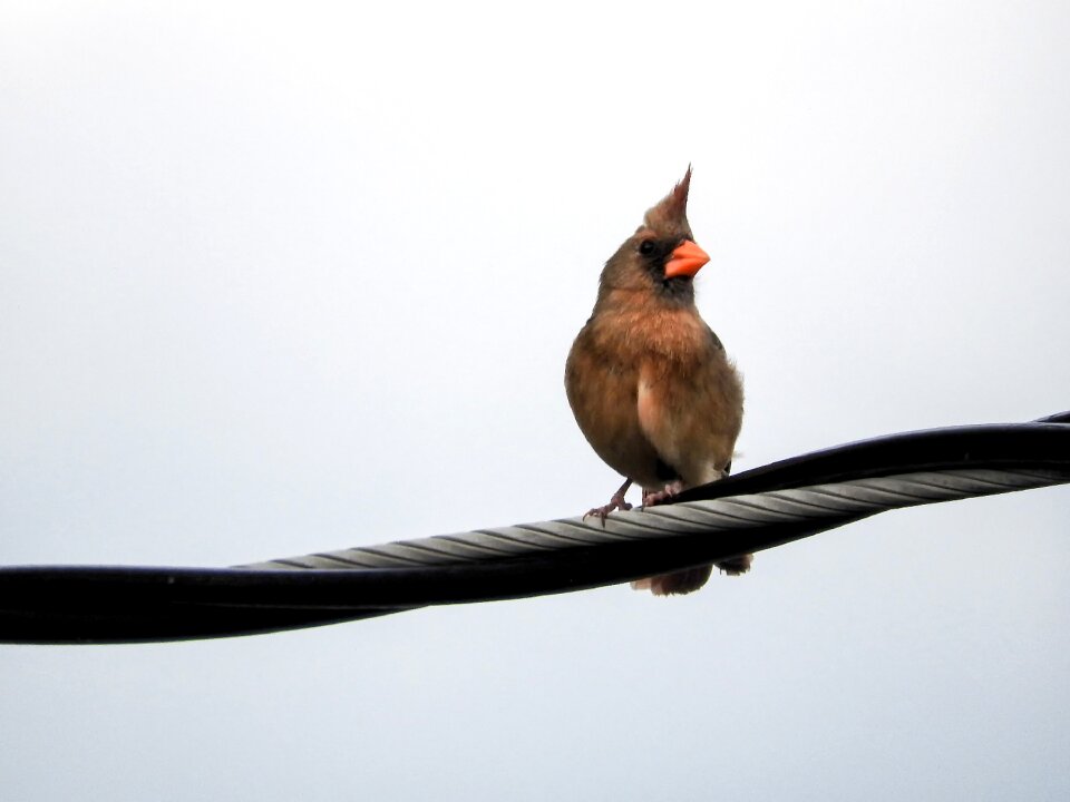 Wildlife bird perched