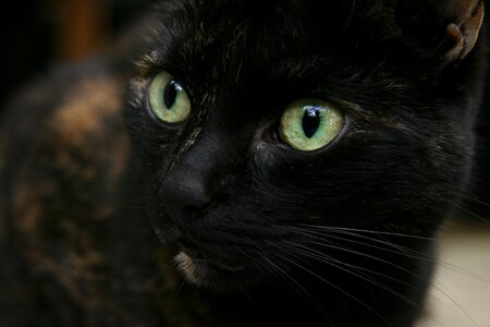 Pet black cat face photo
