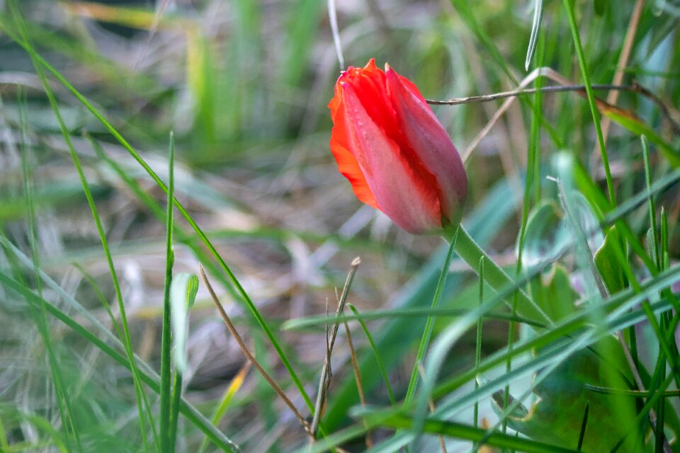 Grass season wild tulip
