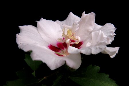 Garden marshmallow hibiscus exotic ornamental shrub