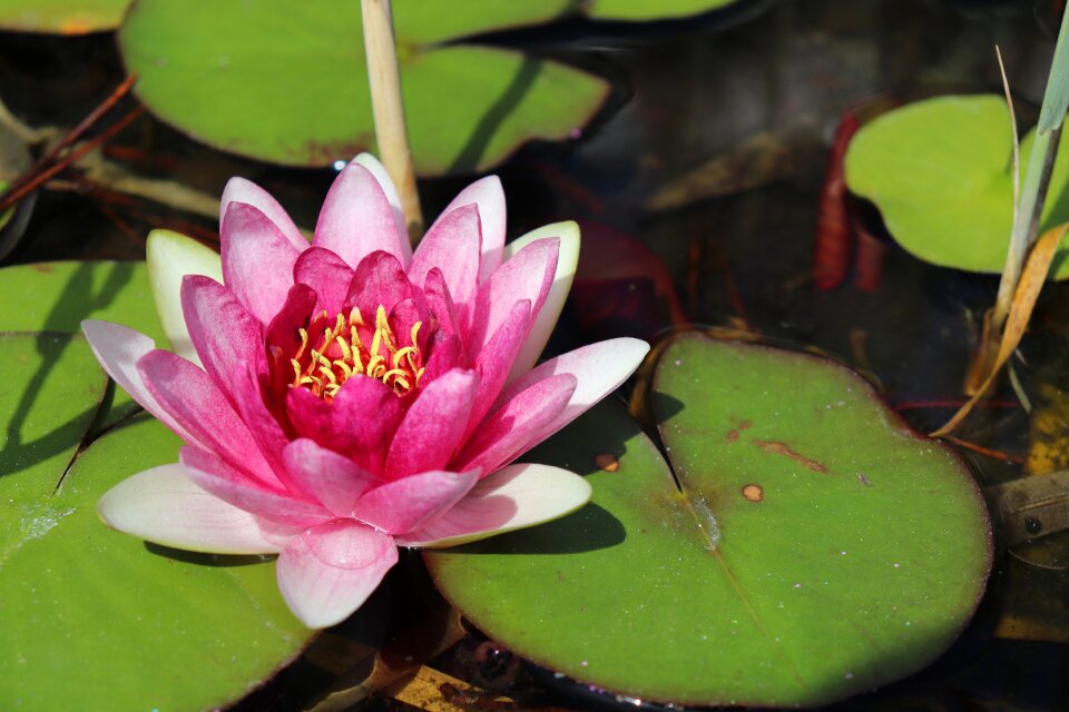 Aquatic plant pond nature