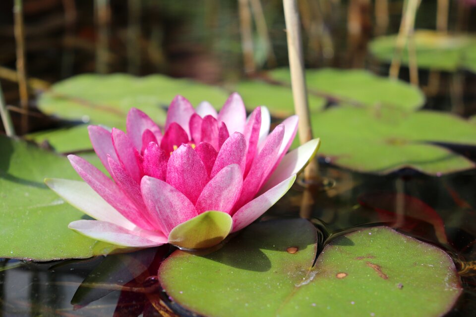Pond flower nature