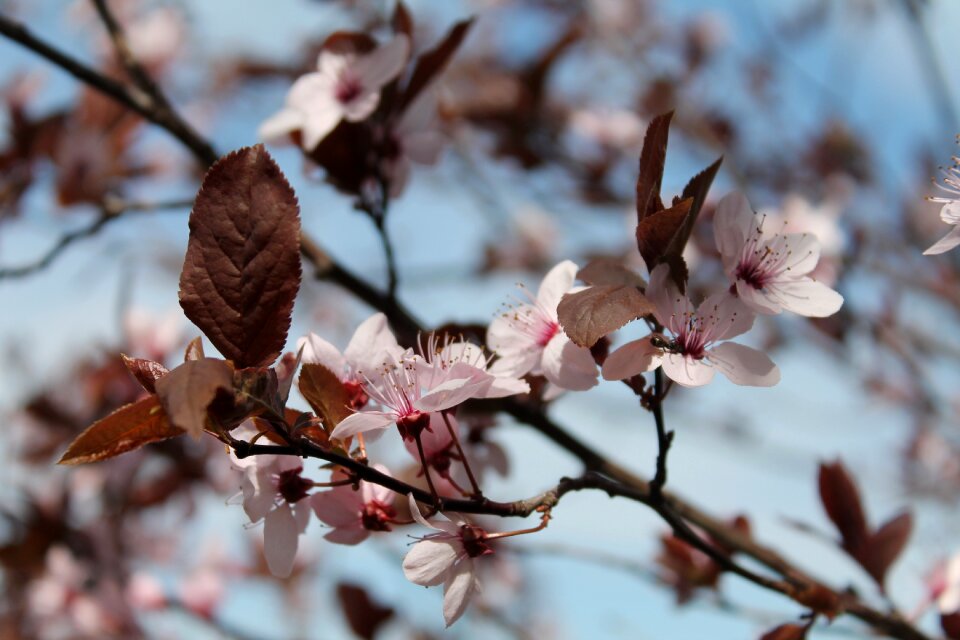 Heyday bloom pink