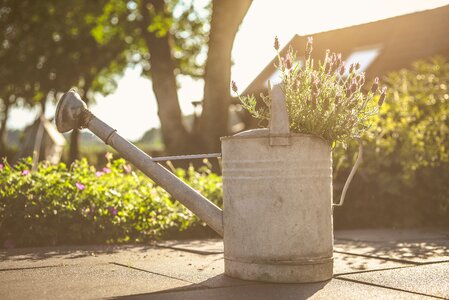 Lavender yard plant