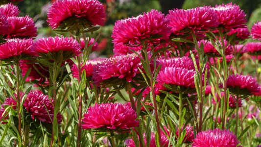 Flower bed plant nature