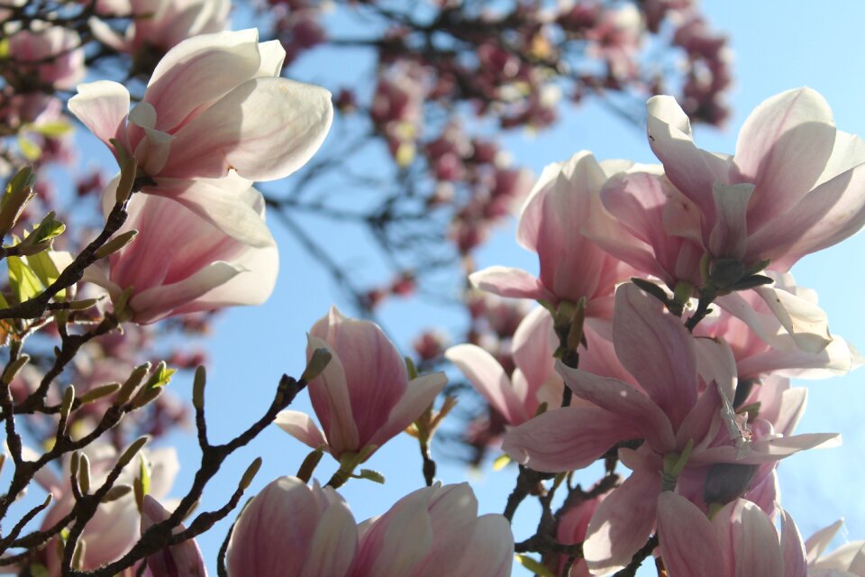 Sunshine blossomed spring