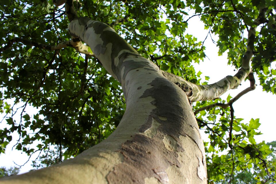 Perspective grow nature
