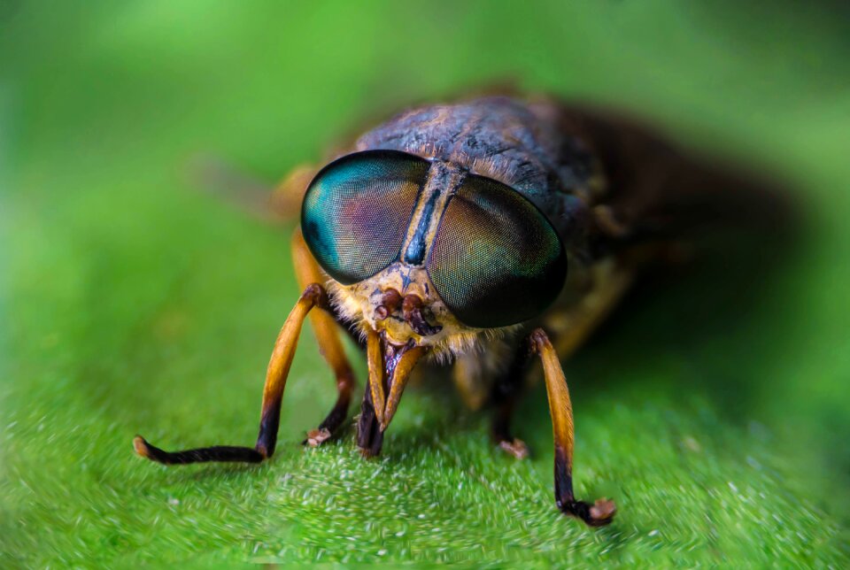 Fly nature biology