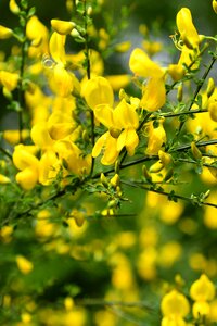 Flower garden nature