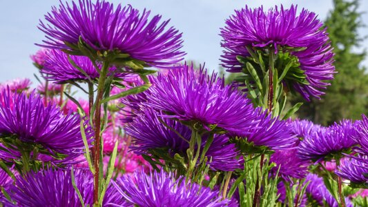 Flower bed plant nature