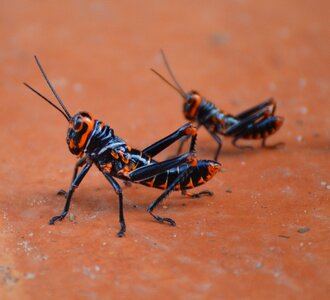 Grasshopper nature guyana photo