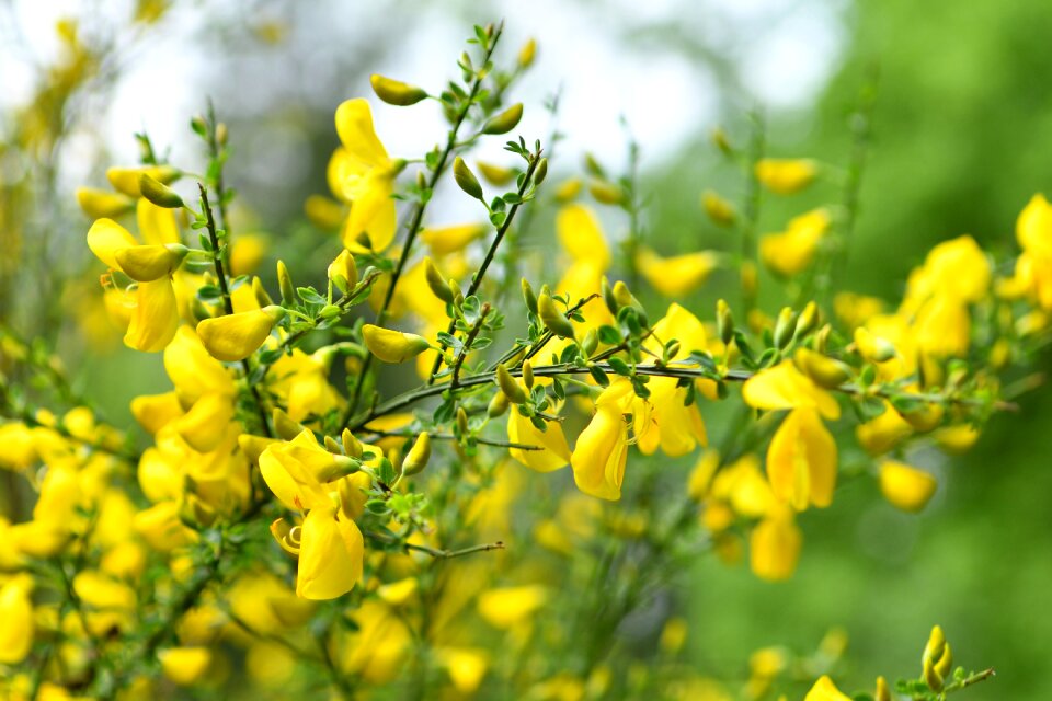 Flower garden nature