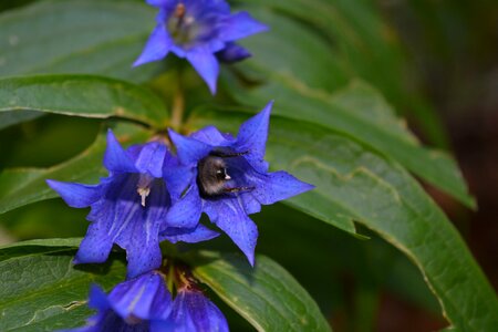 Bloom blue petals photo