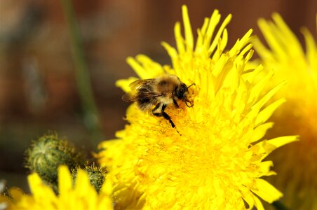 Flower pollen pollination
