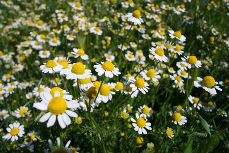 Marigold nature summer