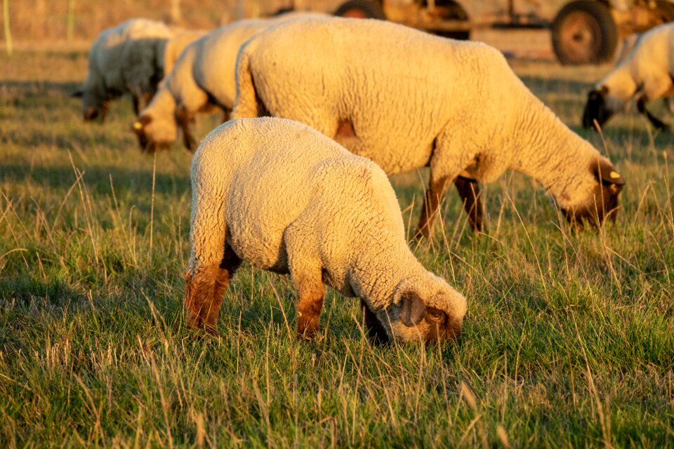 Animals flock wool photo