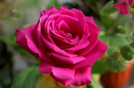 Nature tender rose pink rose photo