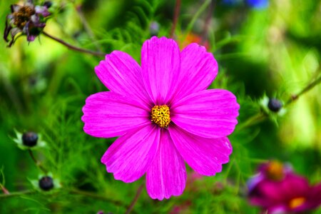 Purple pink green