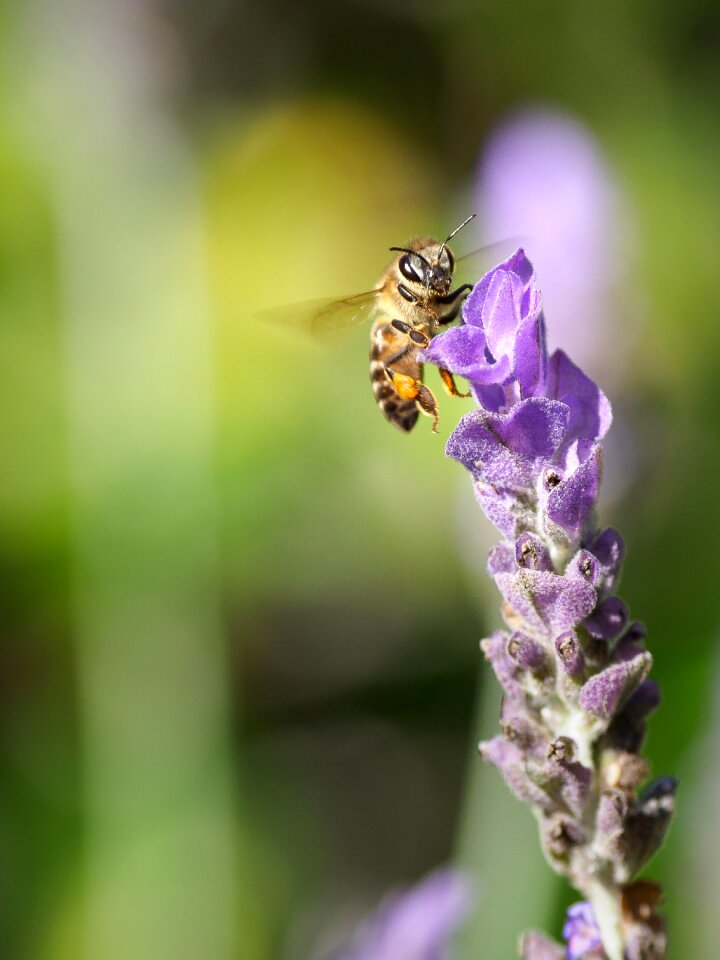Nature macro lavender
