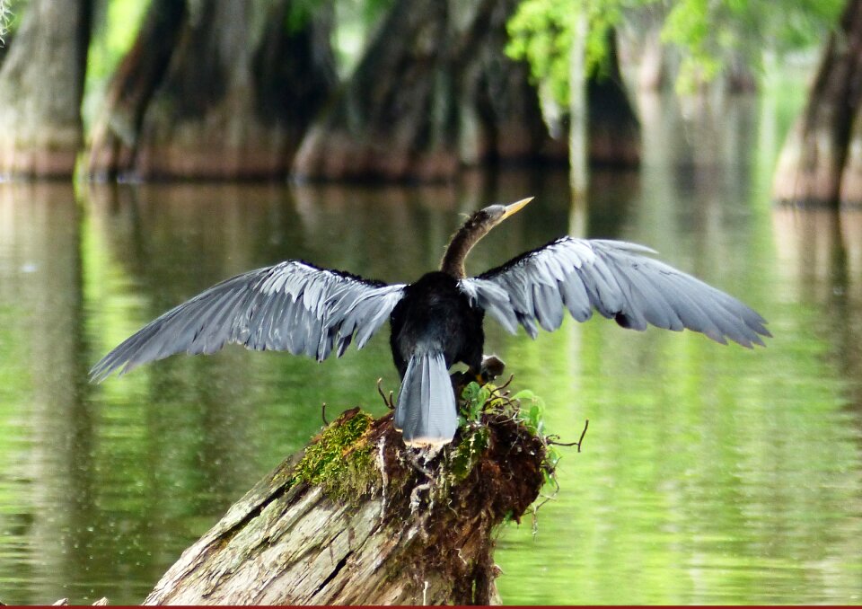 Marsh nature wild
