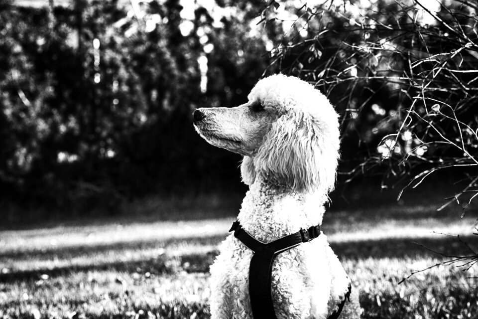 Poodle portrait dog