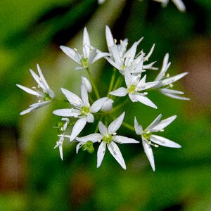 Green wood garlic forest photo