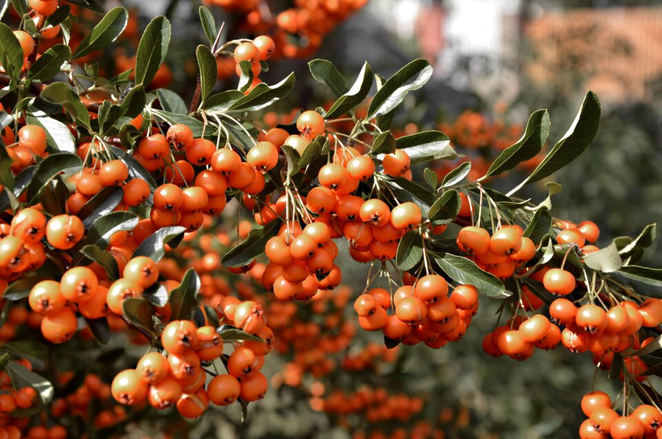 Plant bird bed fruits