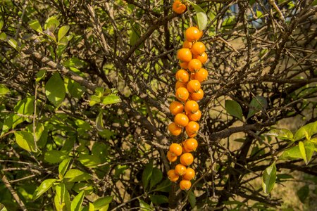 Fruit seeds plant
