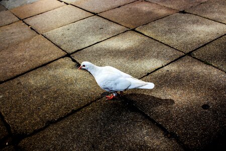 Stone floor white white dove photo