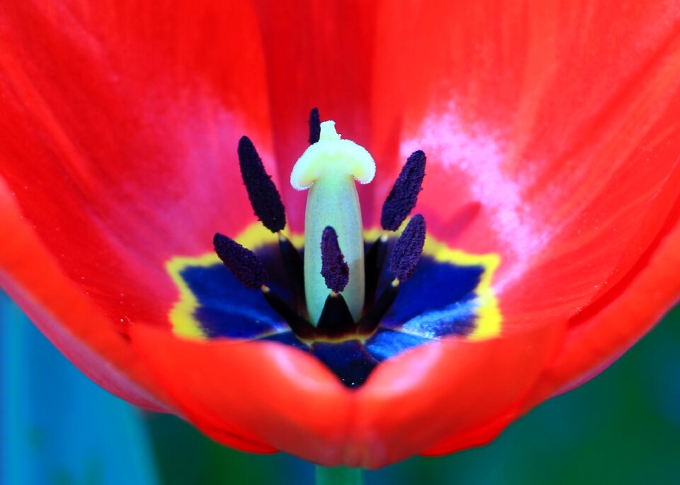 Tulip spring colors