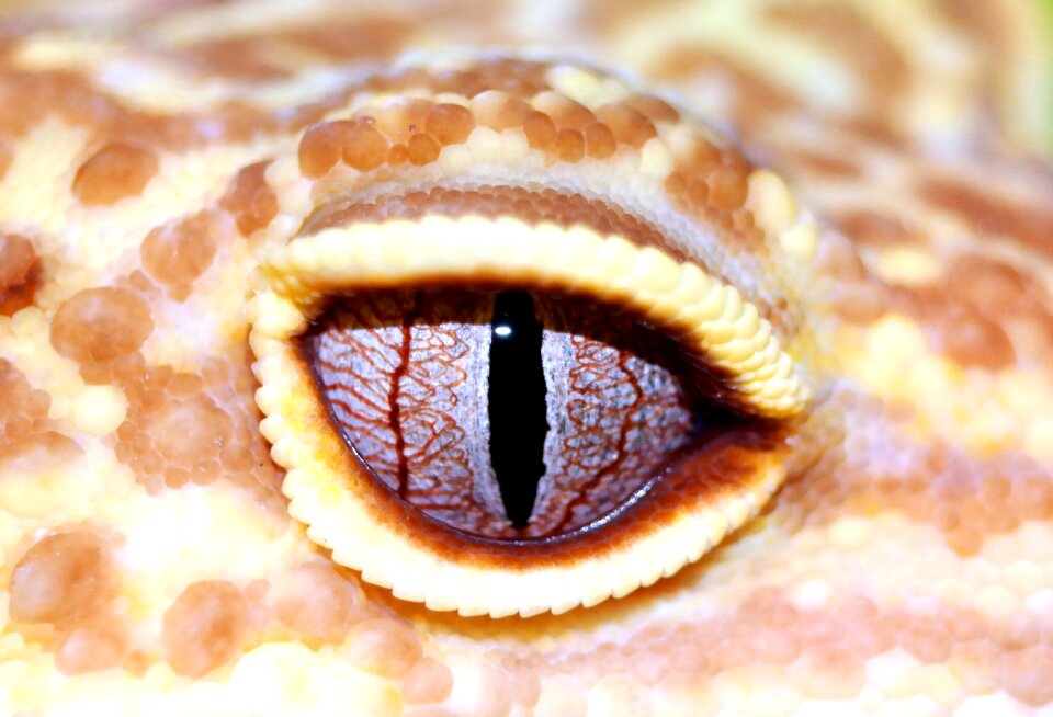 Eye reptiles animal