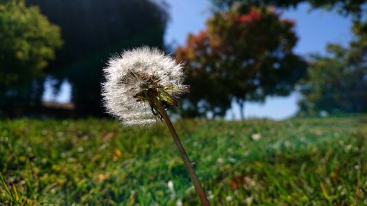 Dandelion nature life