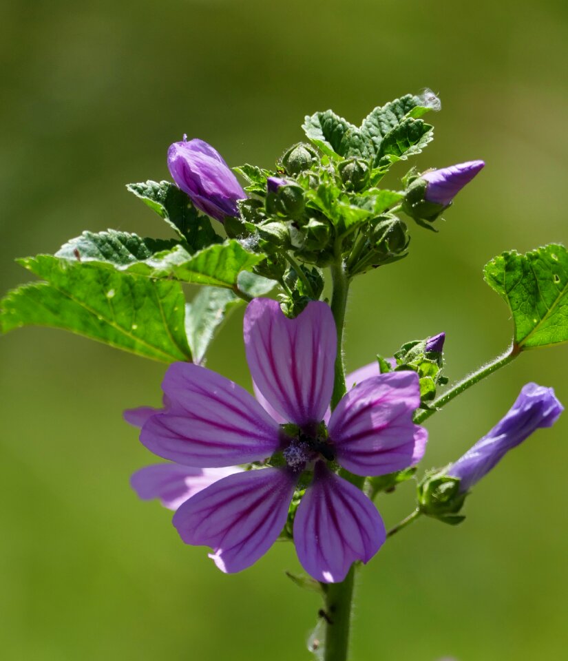 Plant flower flowers