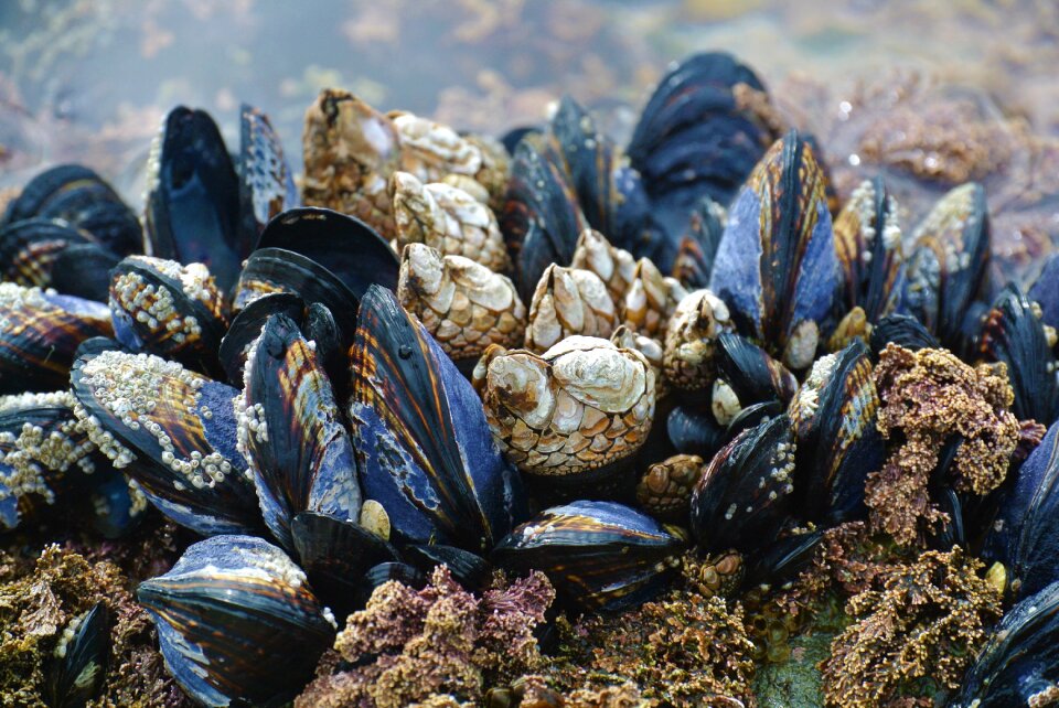 Beach west coast vancouver island
