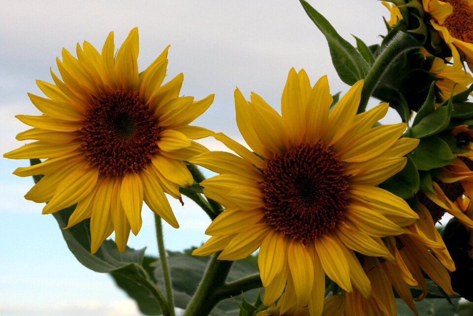 Summer flowers sunflower