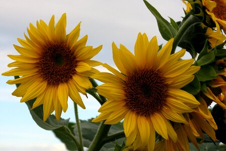 Summer flowers sunflower photo