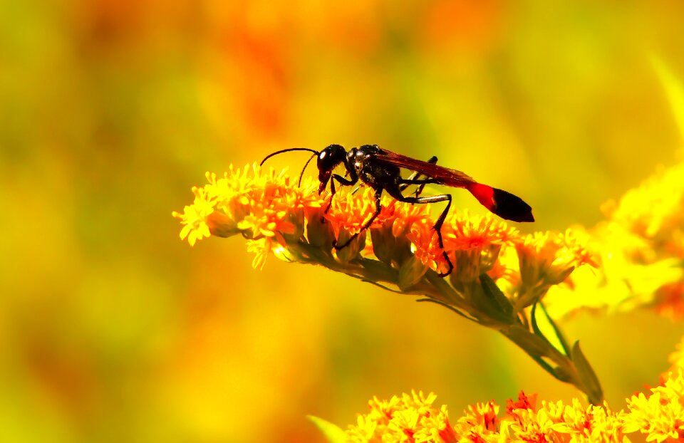 Antennae abdomen flower