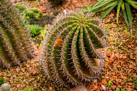 Gardening natural nature