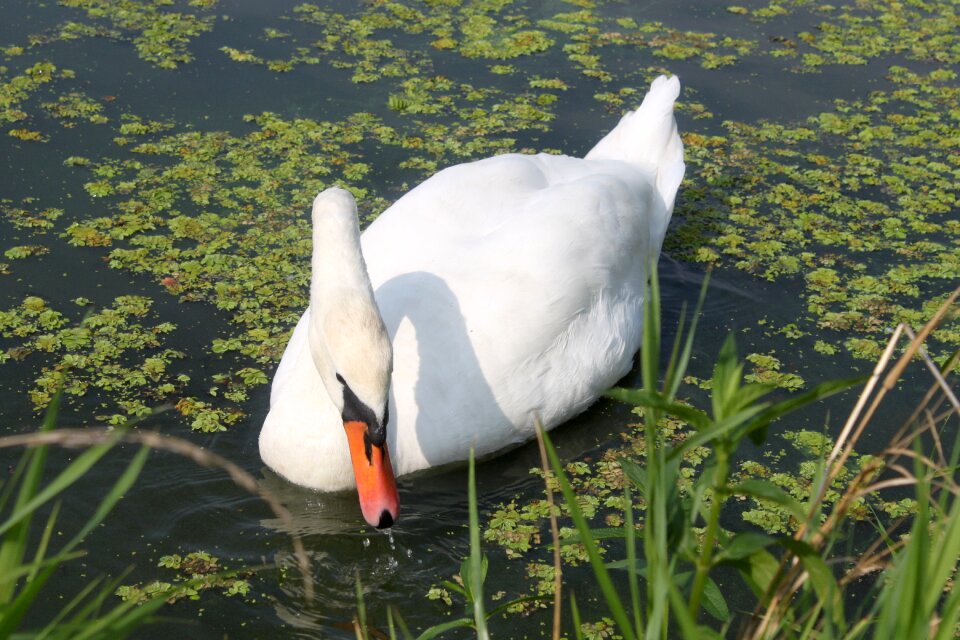 Bird water white