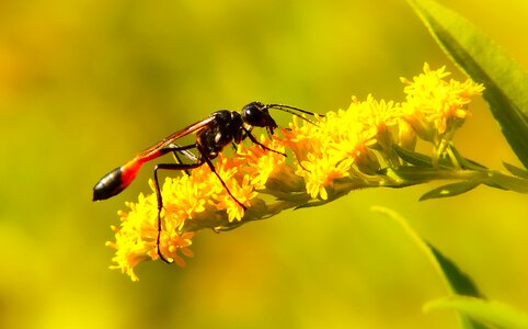 Antennae abdomen flower