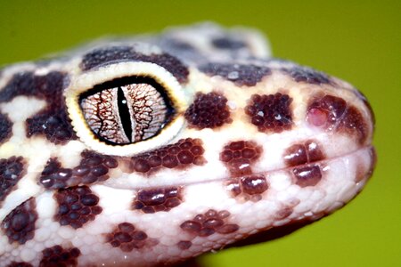Leopard gecko closeup animals