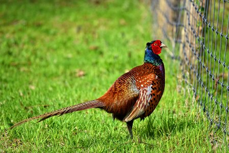 Bird animal ring necked