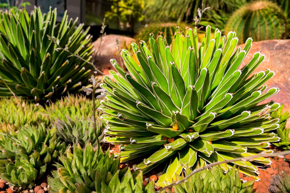 Green gardening natural