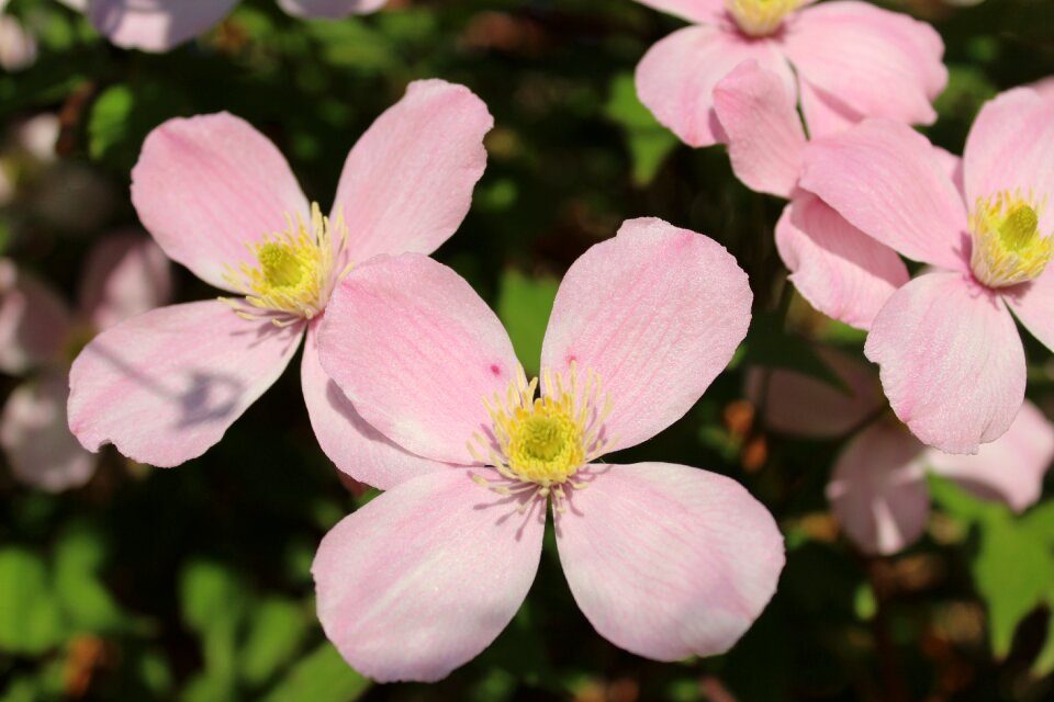 Close up pink rose
