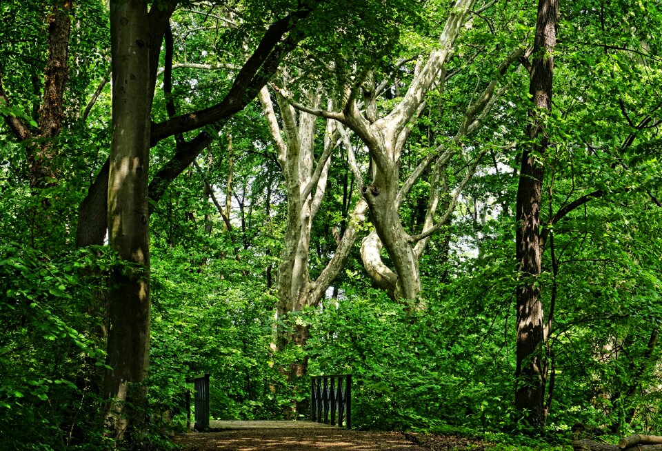Trees nature green