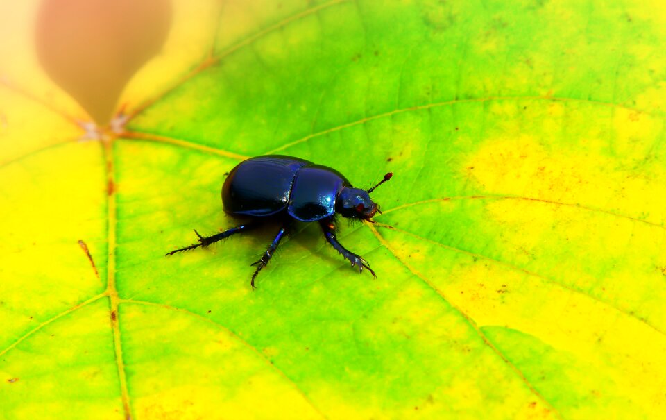 Autumn seasons of the year animals